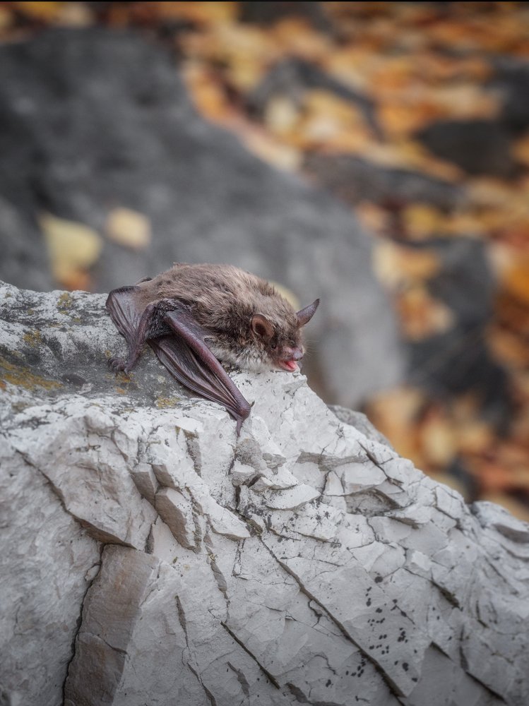 Фотография автора Игорь Филимонов