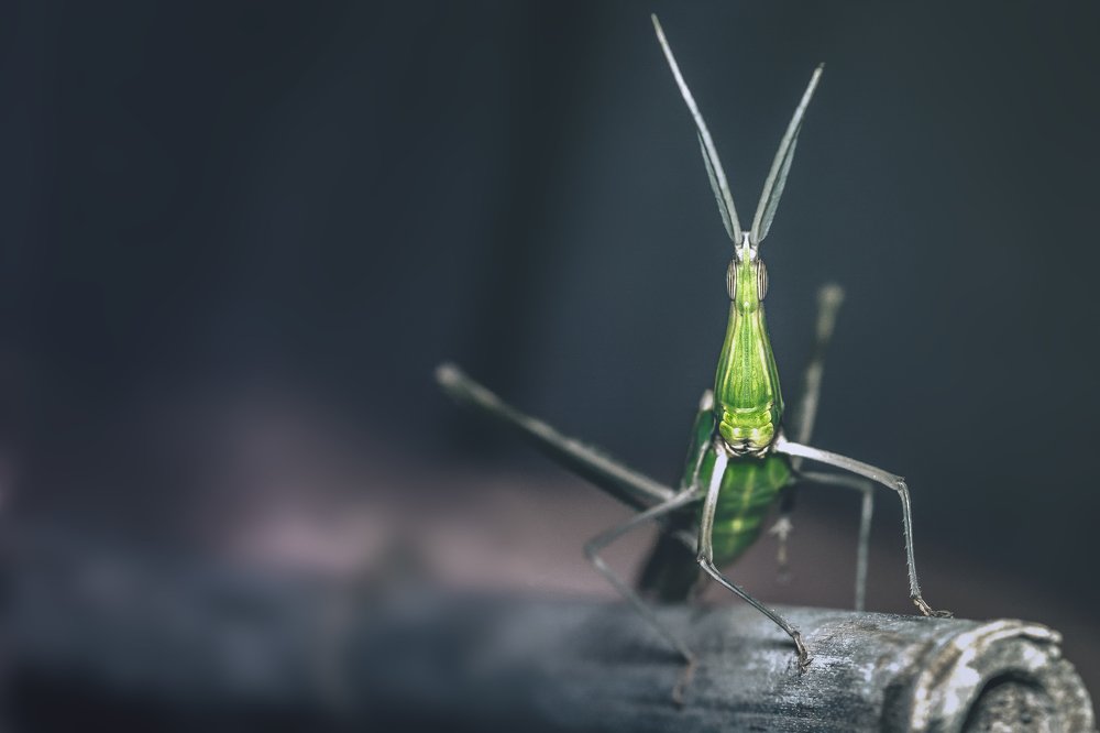 Photograph by Mohammed Oussama