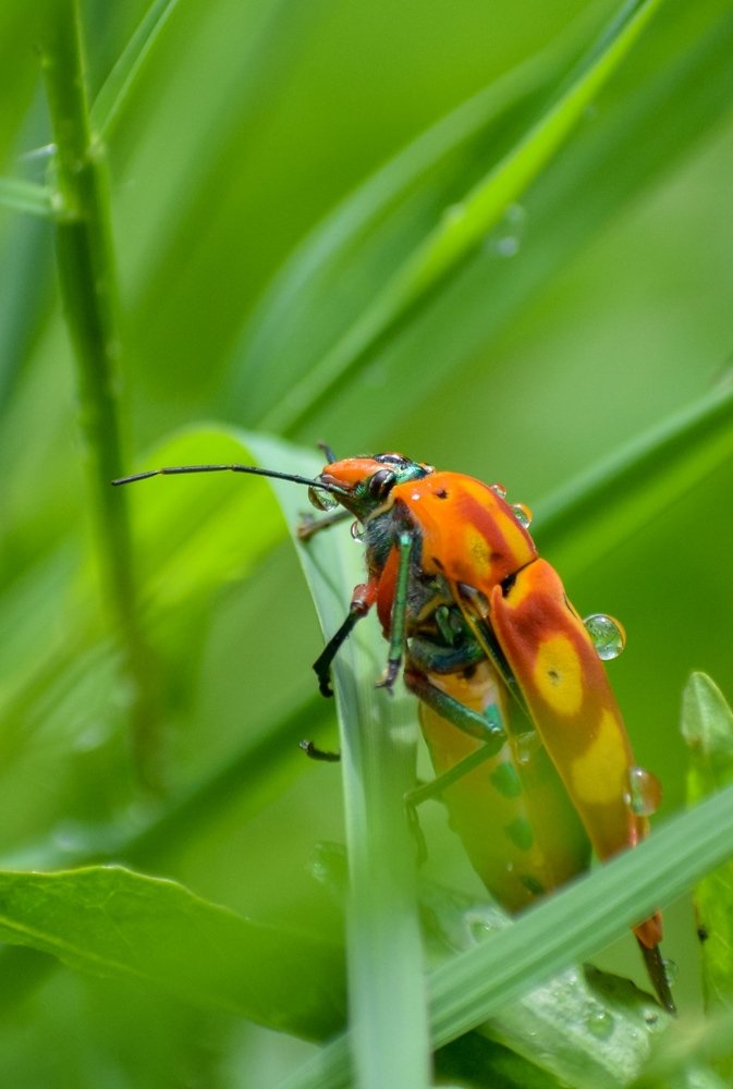 Photograph by Nayan Jyoti Kalita