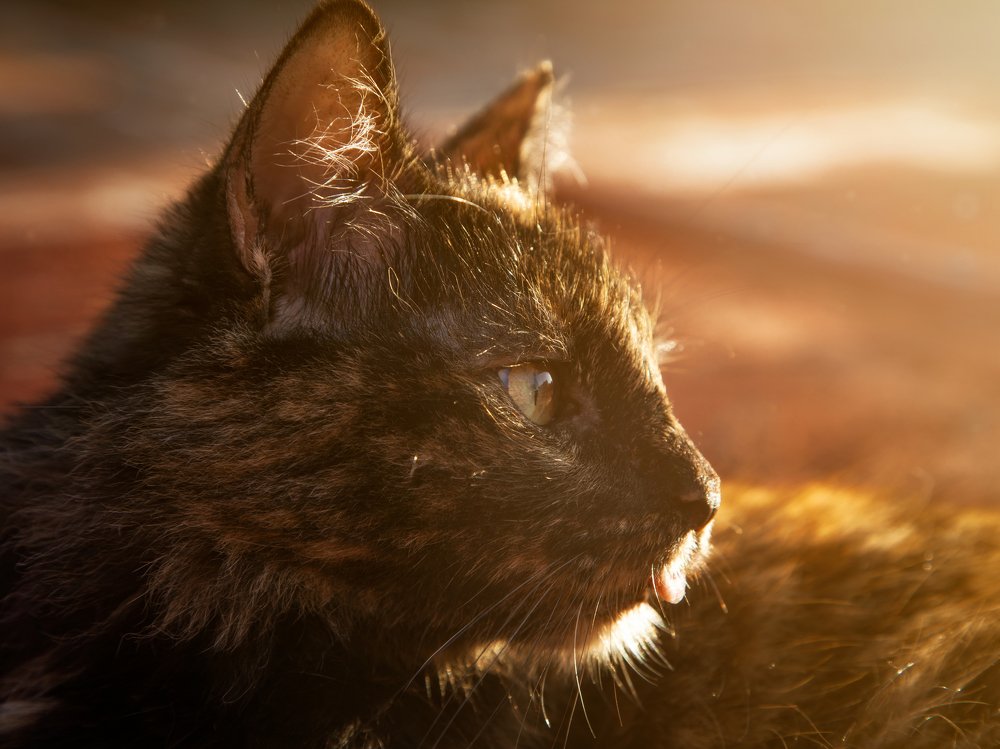 Photograph by Randy Betancourt