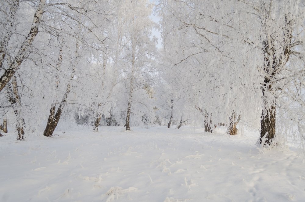 Белое безмолвие!