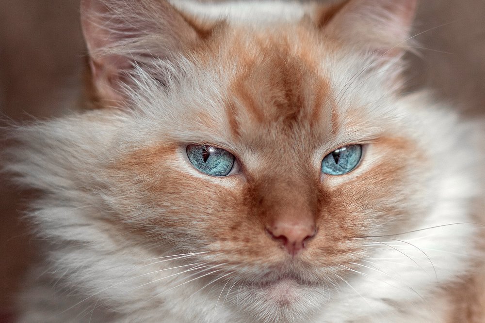 Photograph by Iryna Petrenko