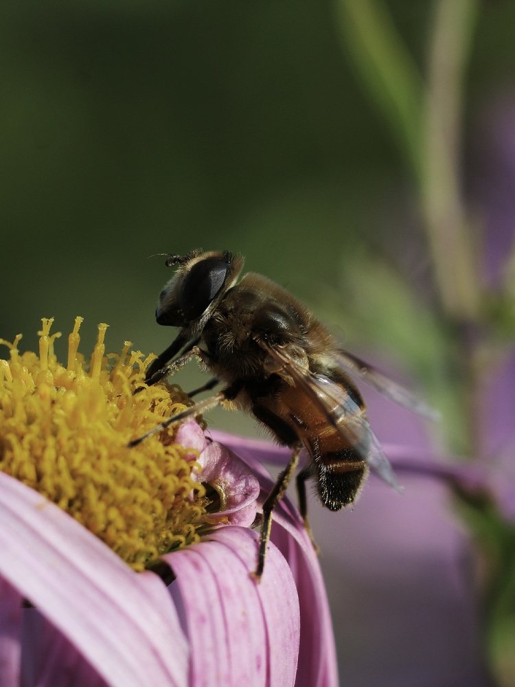Будни пчелы