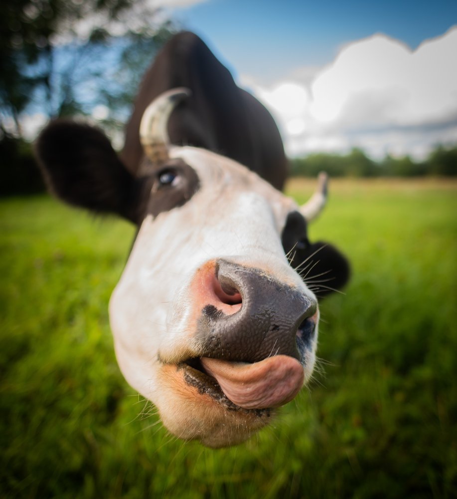 Photograph by Даркина Дарья