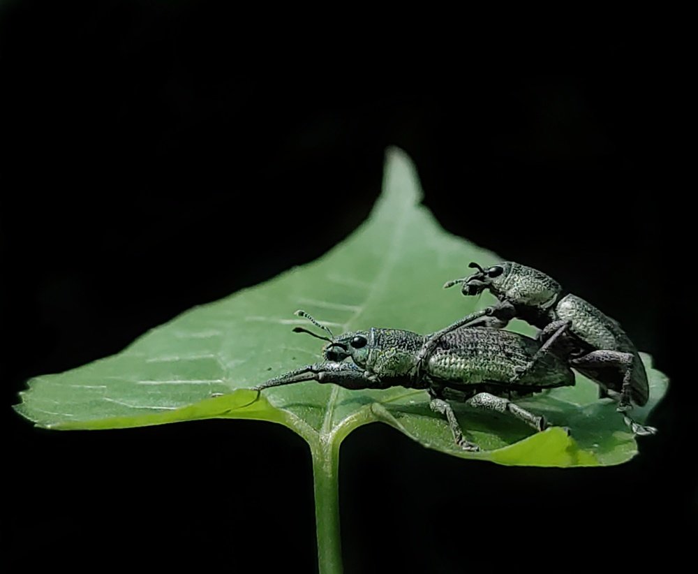 Photograph by Hiranmoy Poria