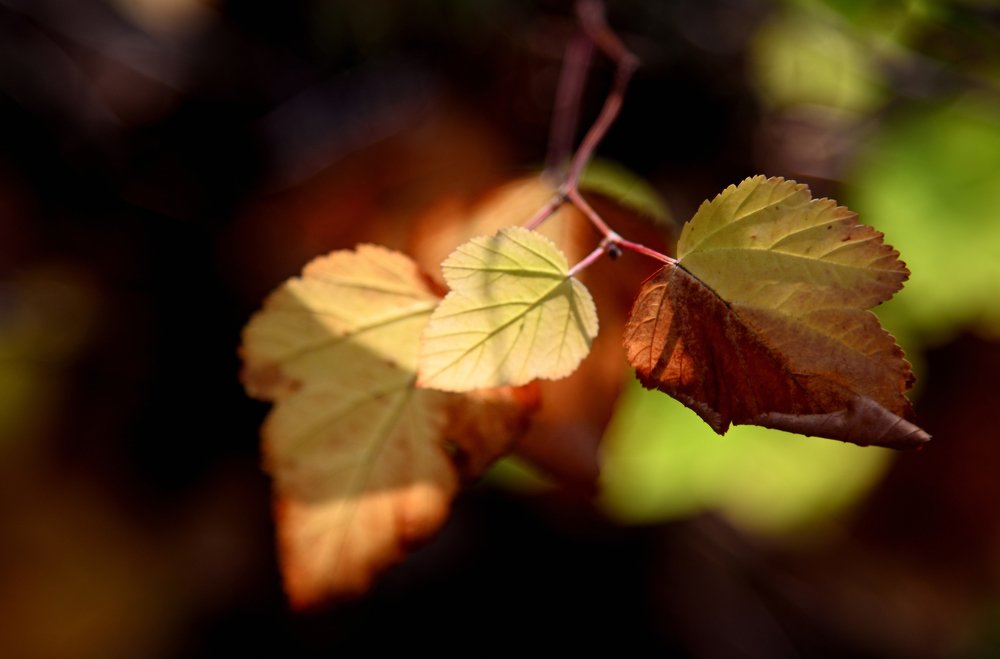 Осенью 2020 года