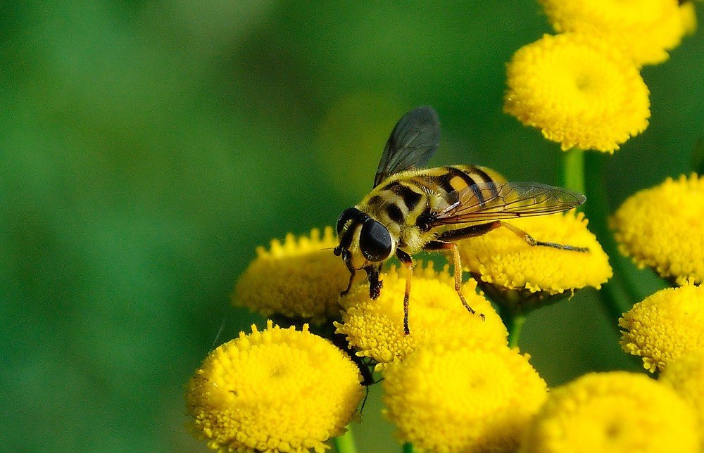 На желтой стороне