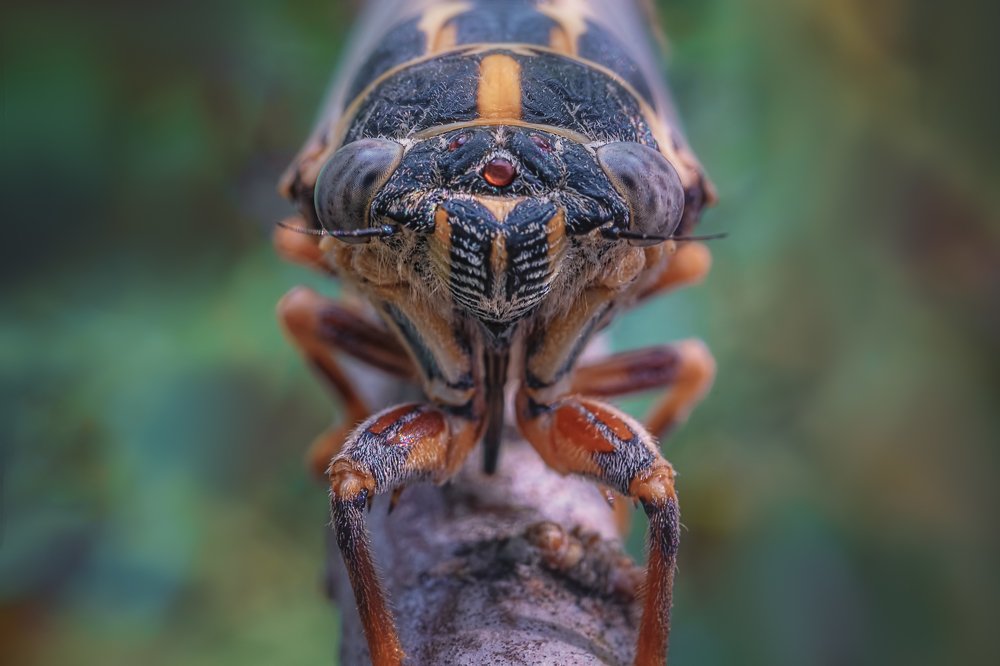 Photograph by Сергей Алтуфьев