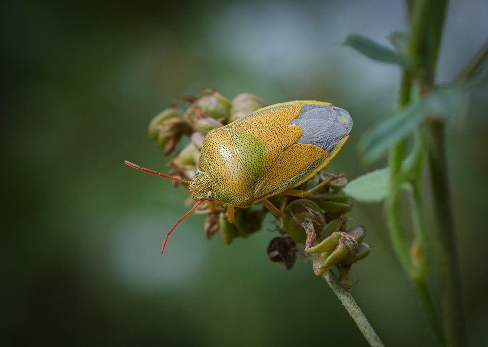 Photograph by Сергей Алтуфьев