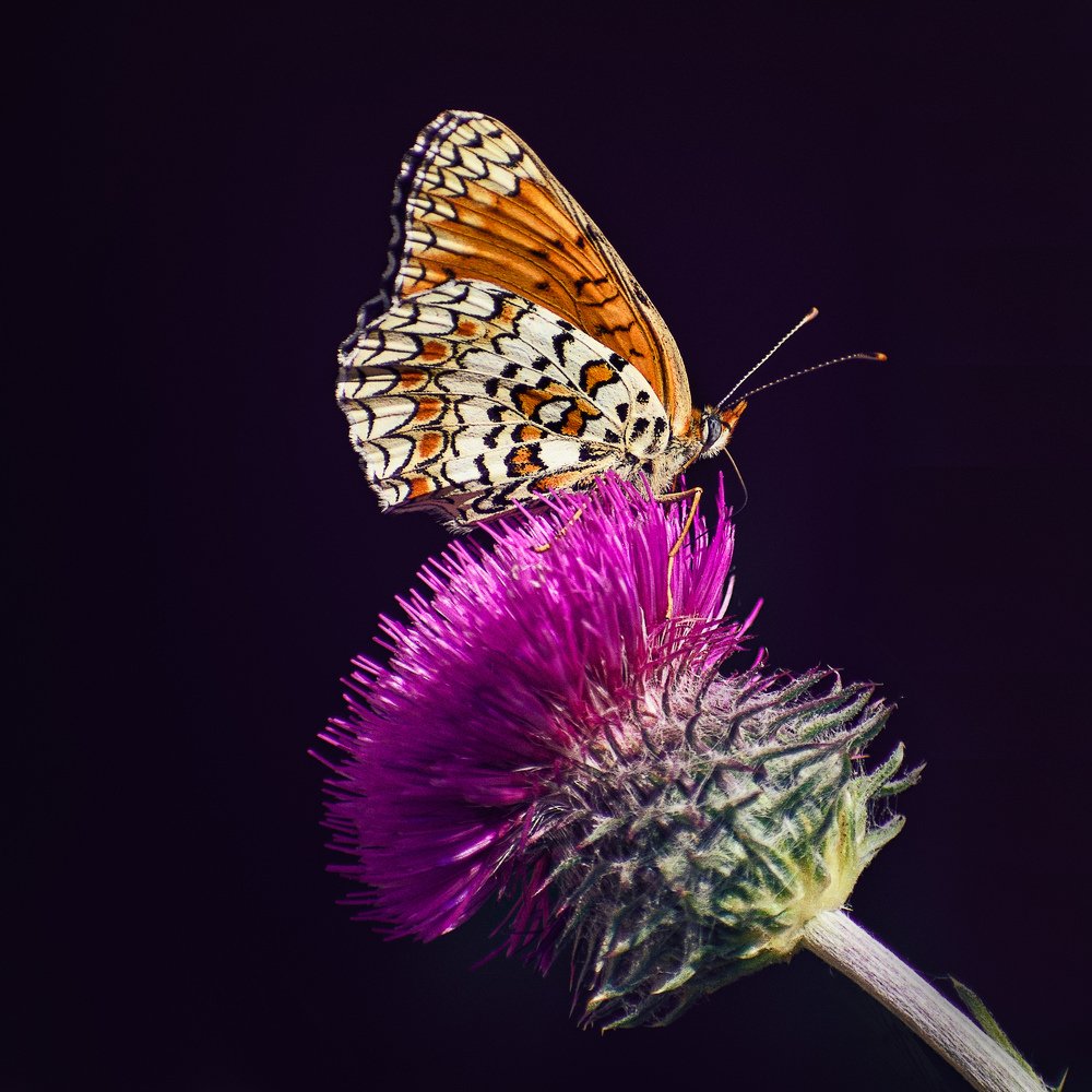 Photograph by Сергей Алтуфьев