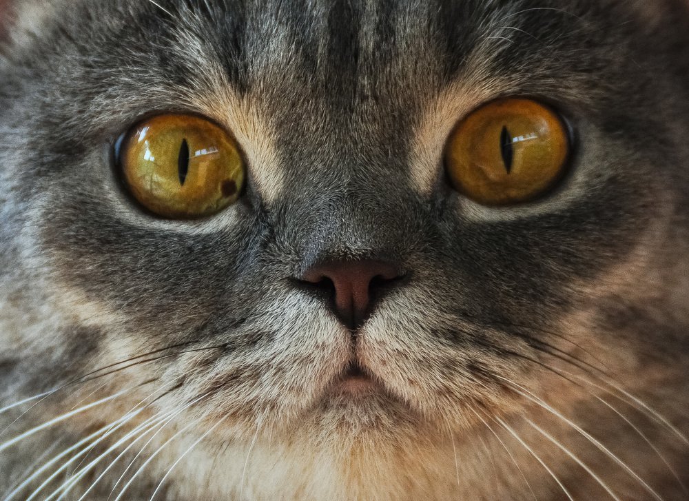 Кошачьи глаза