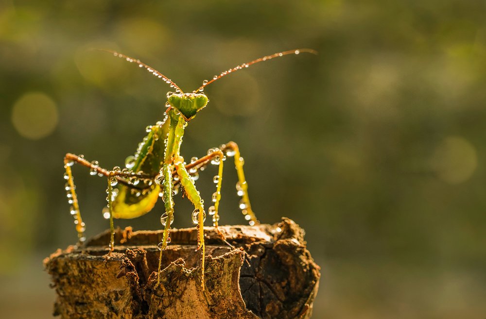 Photograph by Виктория Солодар
