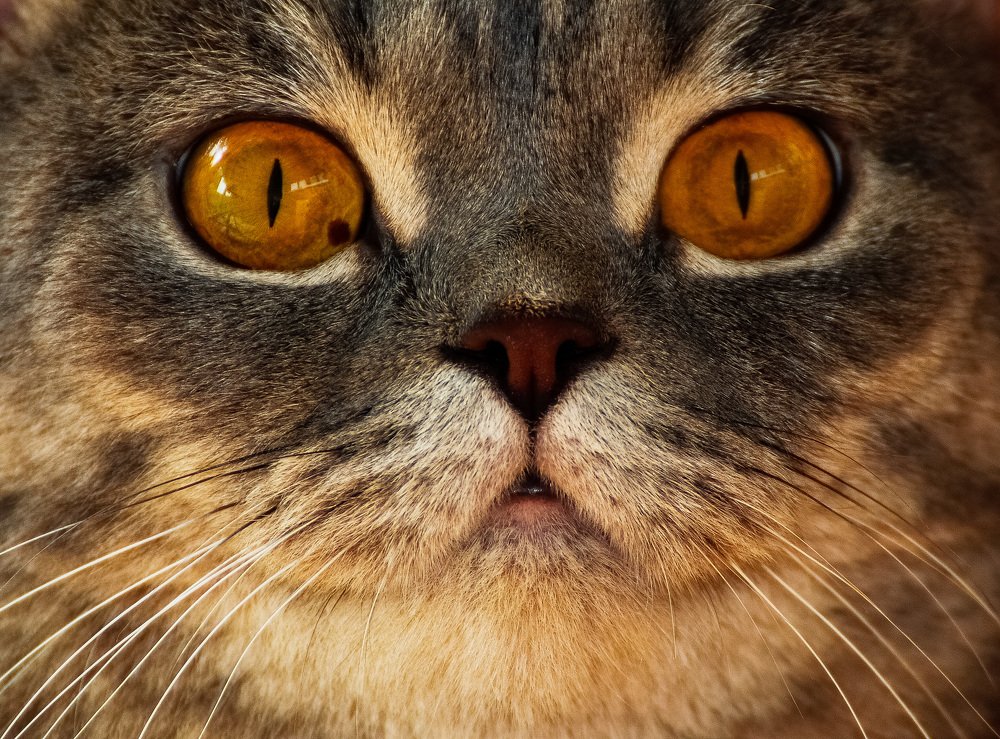 Глаза кошки