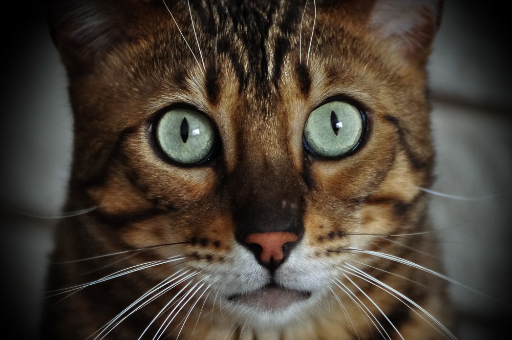 Глаза у кошек чудесны