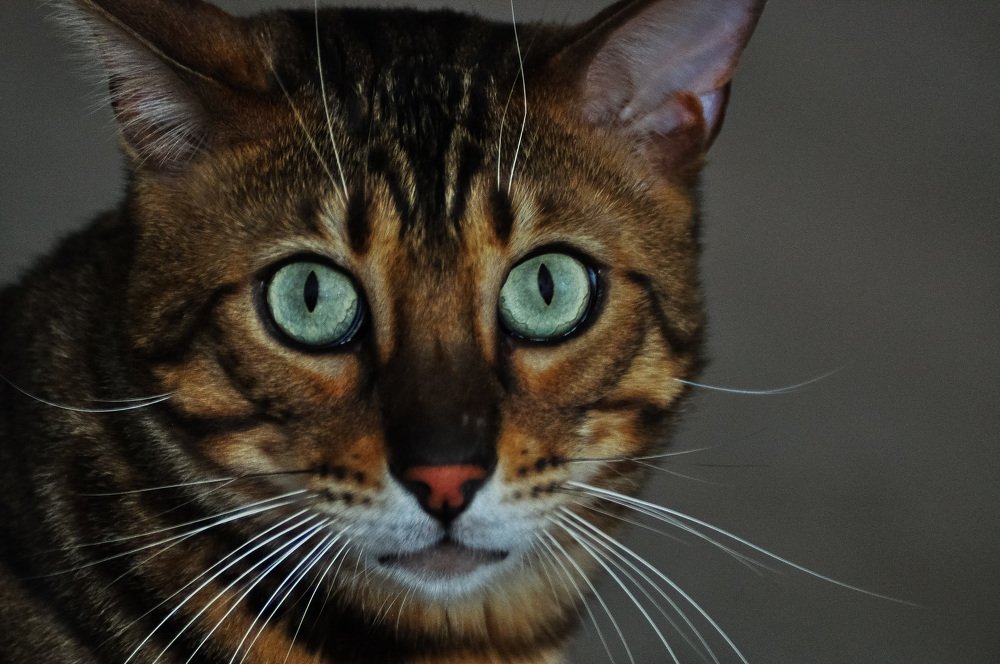 Глаза у кошек чудесны