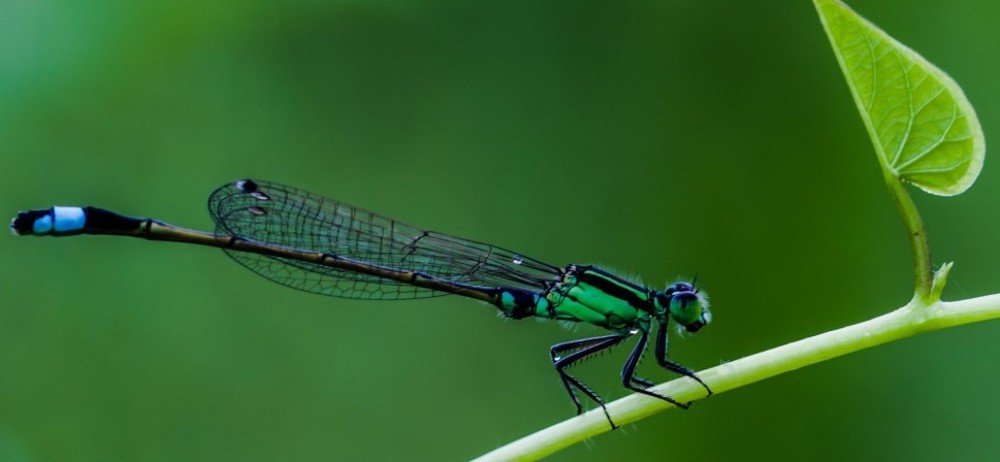 Photograph by Anupam More