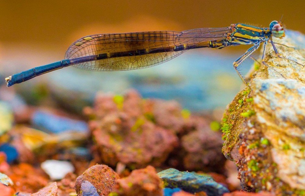 Photograph by Anupam More