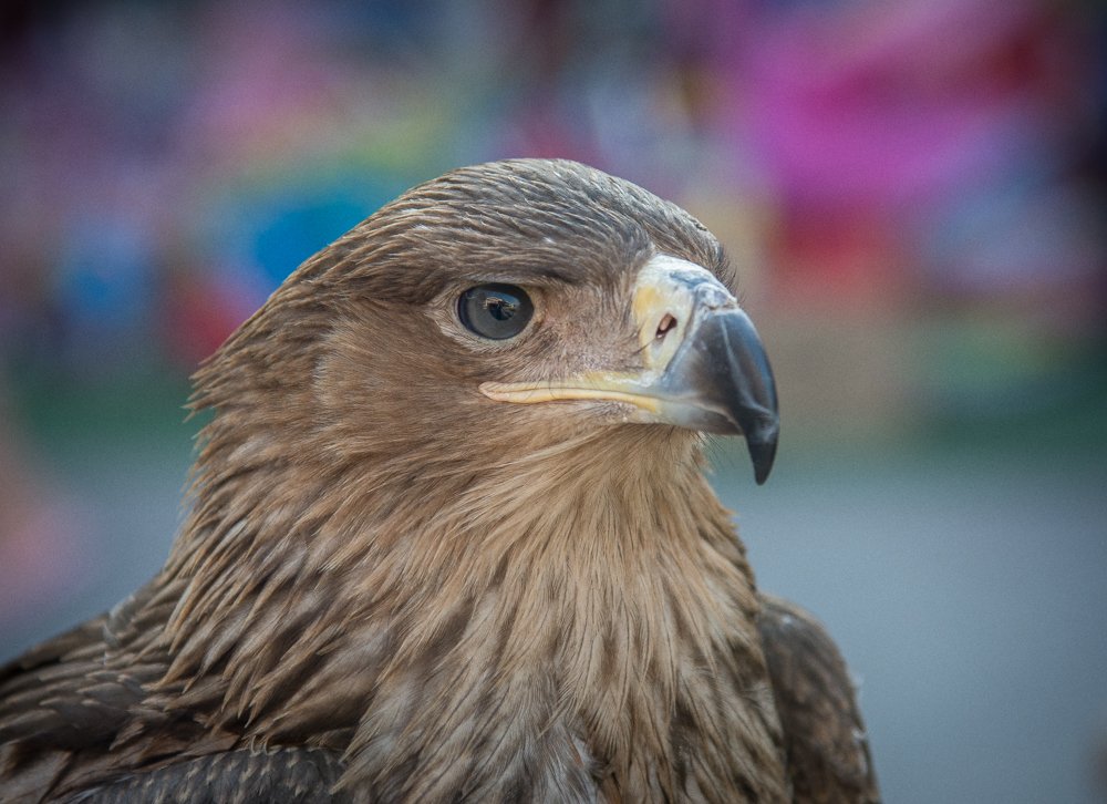 Photograph by Дмитрий Синичев