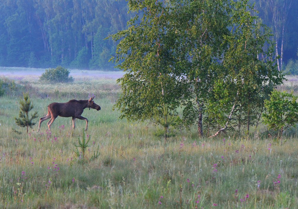 Photograph by Юлия Абрамова
