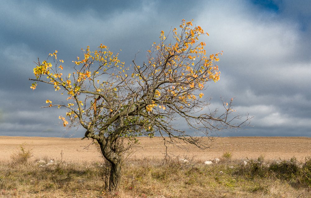 Photograph by Jeni Vladeva