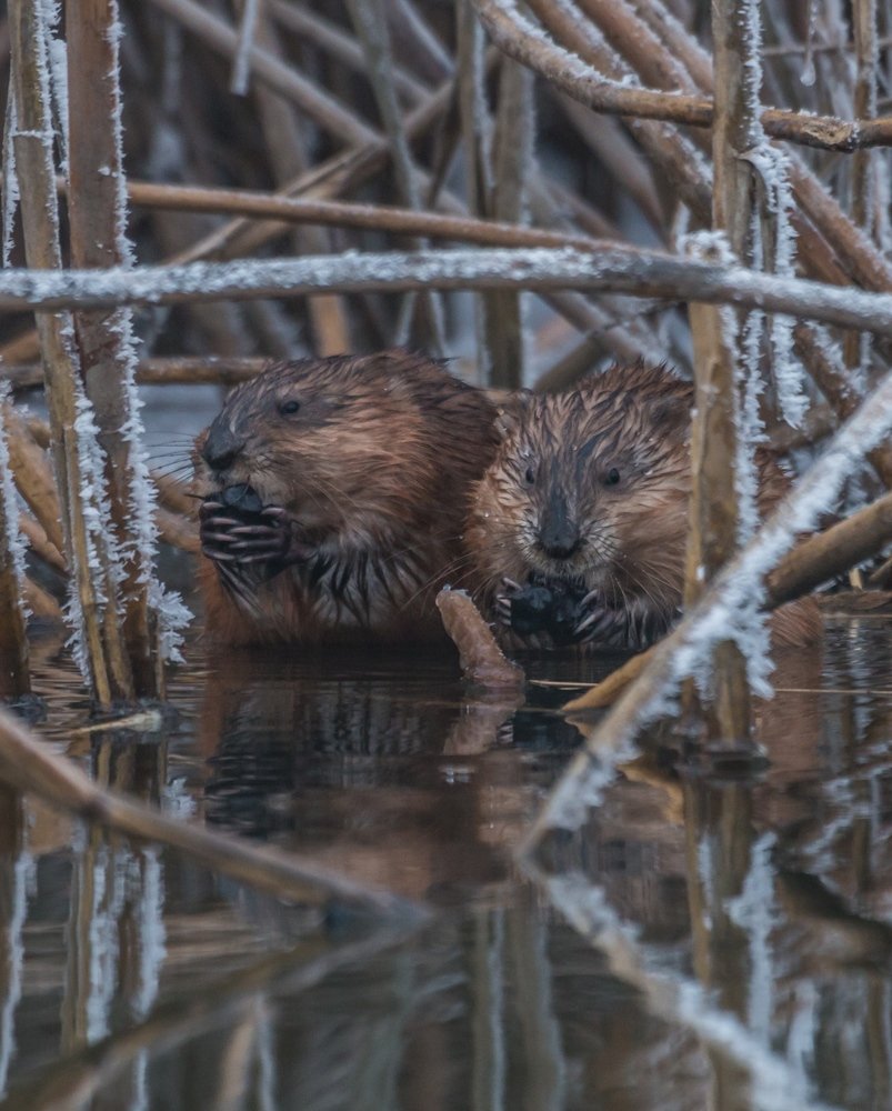 Завтрак ондатры