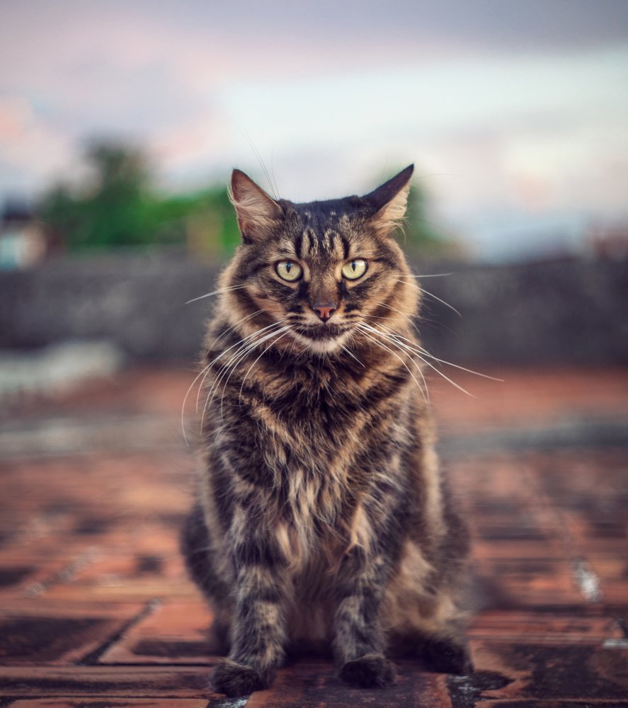 Photograph by Randy Betancourt