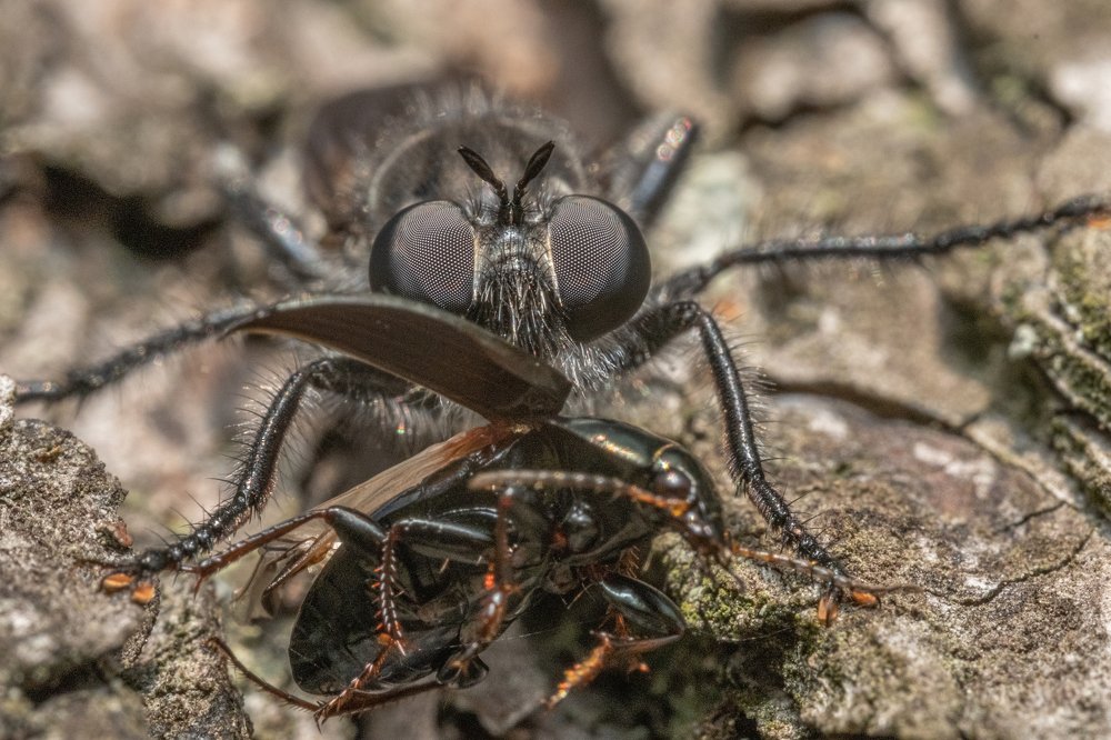 Photograph by БОРИС БЕЛКАНИЯ