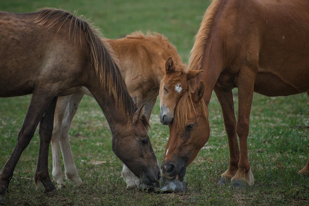 Photograph by Svetlana Milcheva