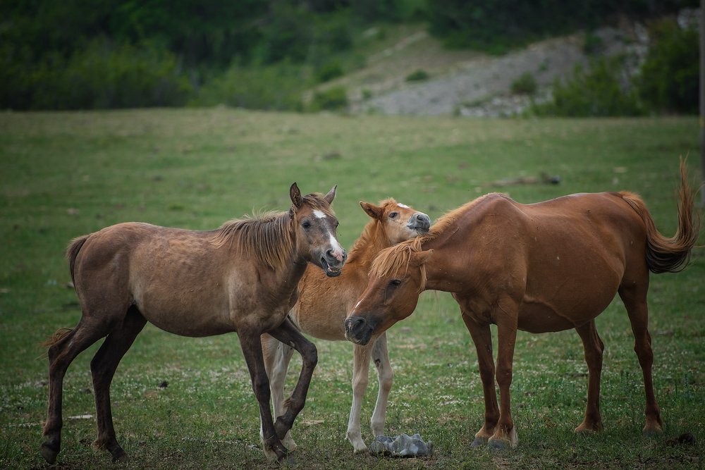 Photograph by Svetlana Milcheva