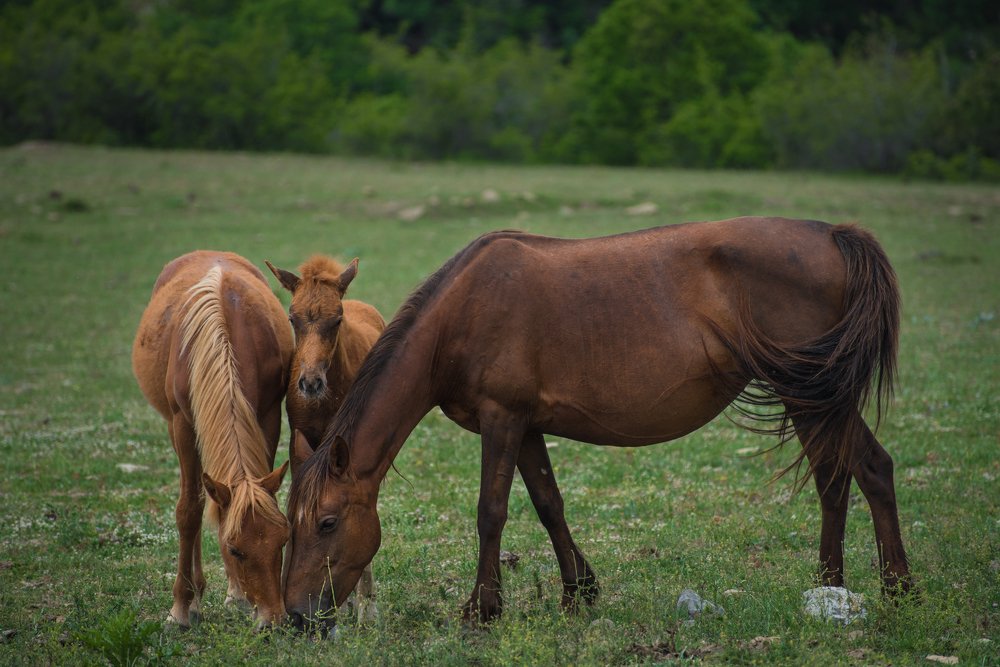 Photograph by Svetlana Milcheva