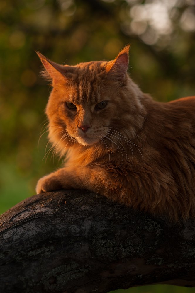 Photograph by Юлианна Волкова