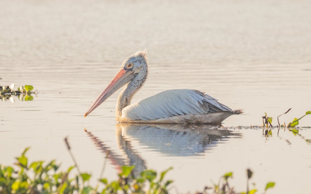 Pelicans at sunset