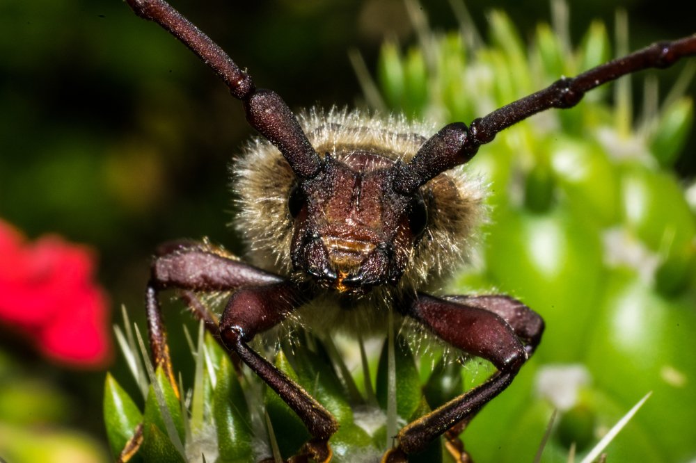 Фотография автора Jose Marcos Carvajal Tarazona
