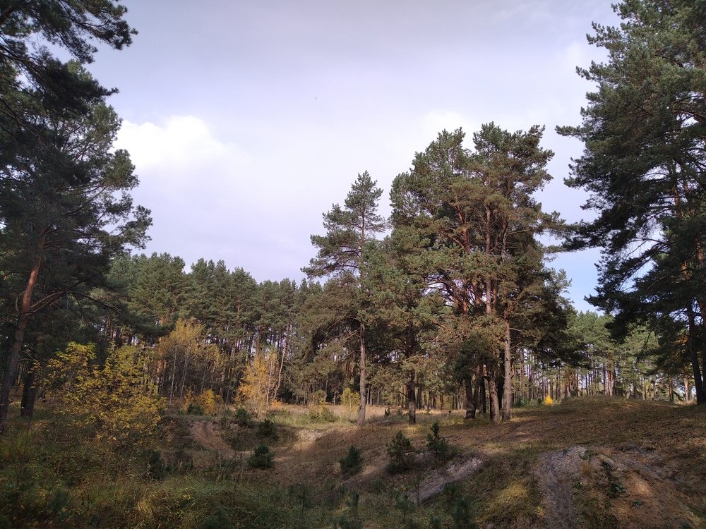 Лесная балка