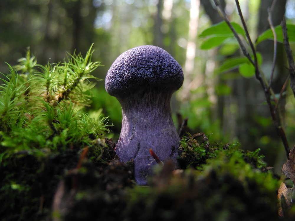 Пурпурная находка