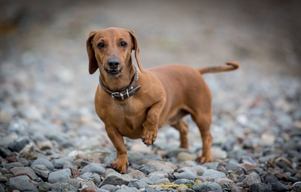 Фотография автора Денис Винарь