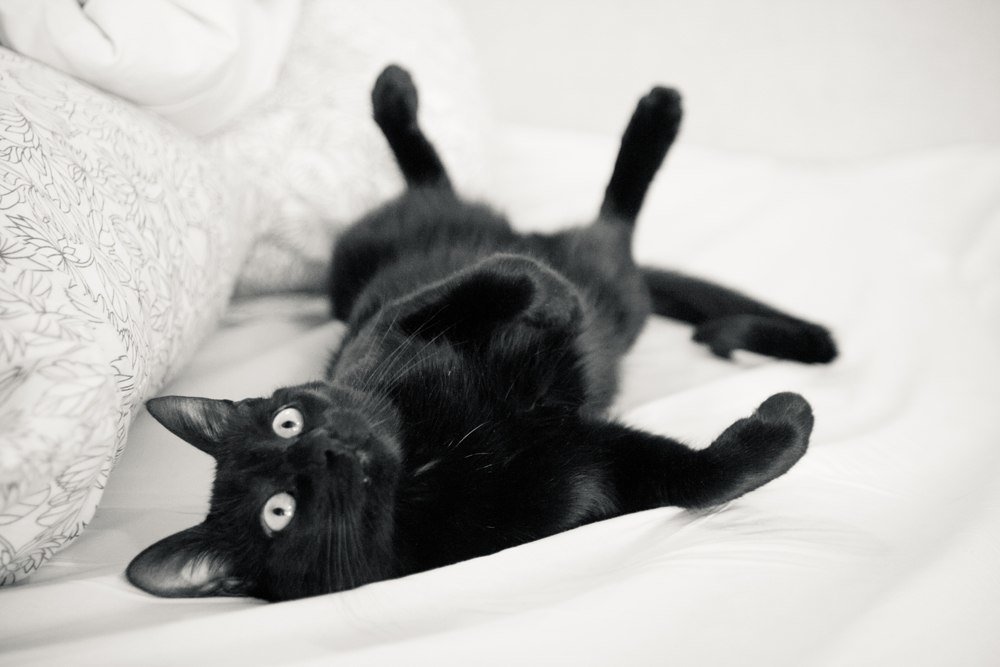 Фотография автора Мария Веселова