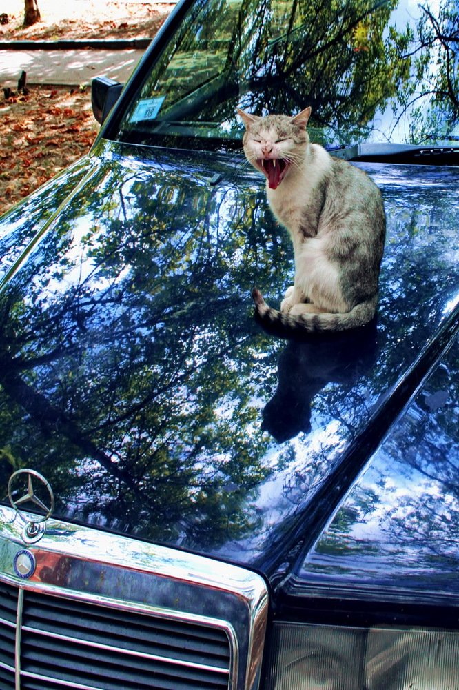 Фотография автора Александр Челмодеев