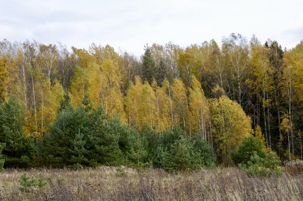 Photograph by Николай Соколовский