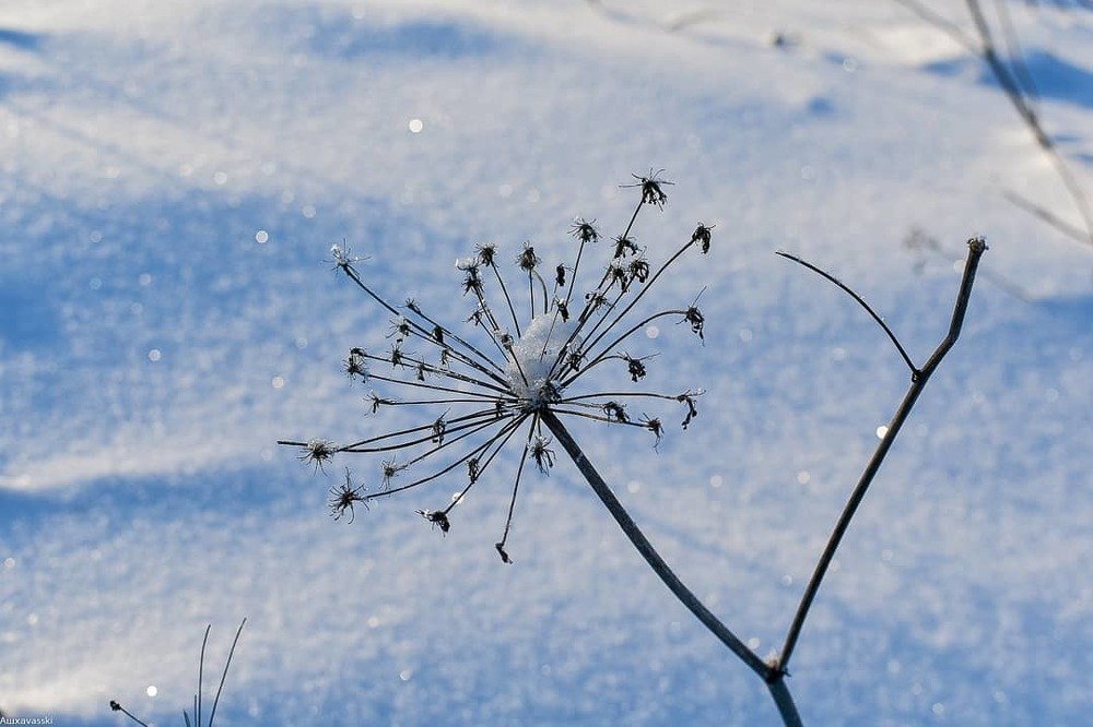 Photograph by Дмитрий Петров