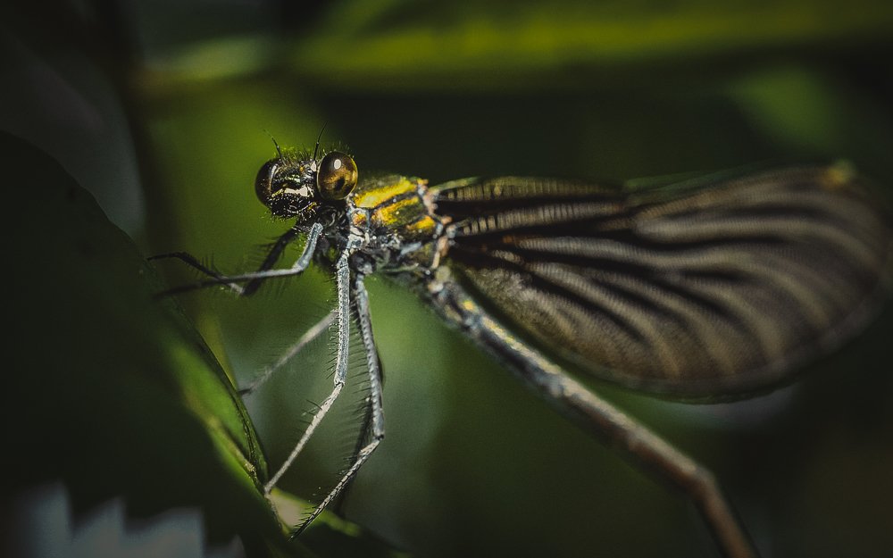 Photograph by Дмитрий Николаев