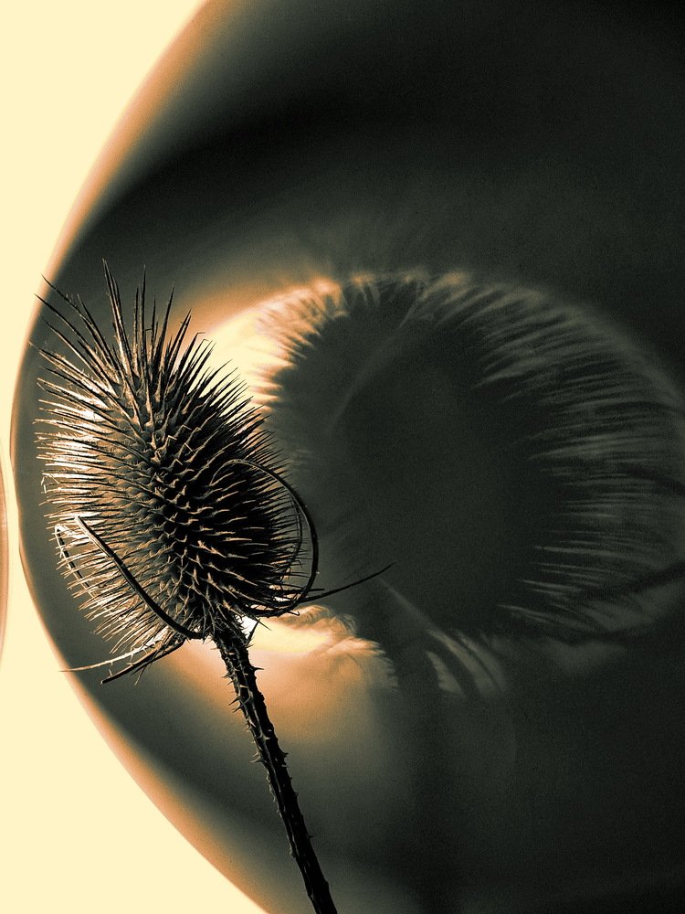 Взгляд существа