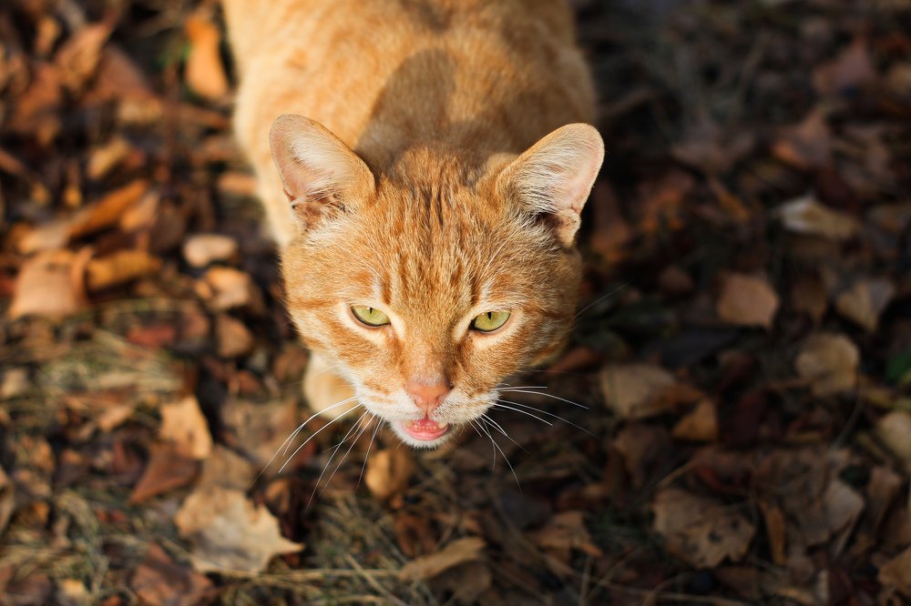 Осенний кот