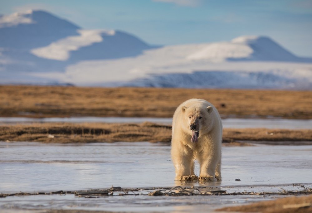 Photograph by Владимир Цветов