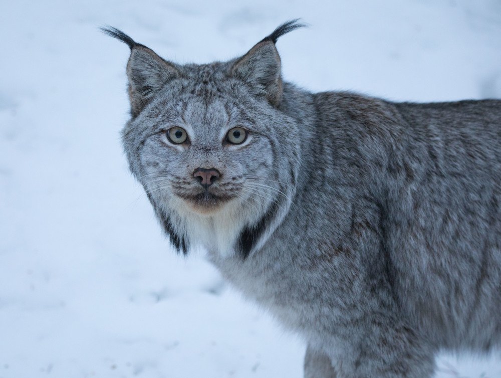 Photograph by Владимир Цветов