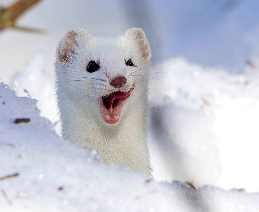 Photograph by Владимир Цветов