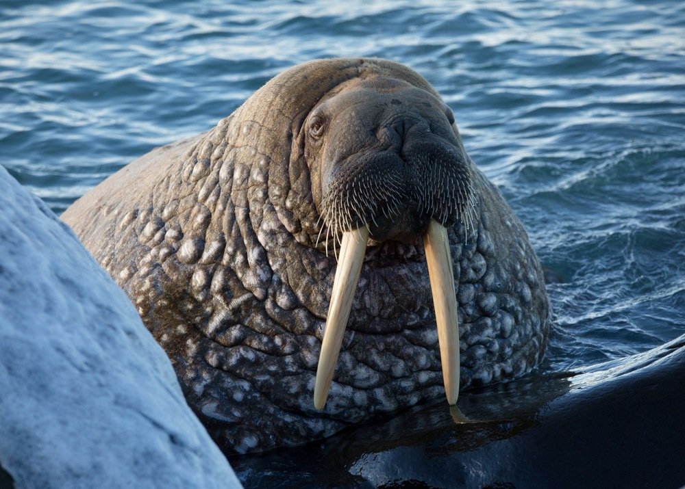 Photograph by Владимир Цветов