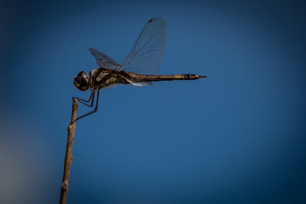Photograph by Pedro Meneses