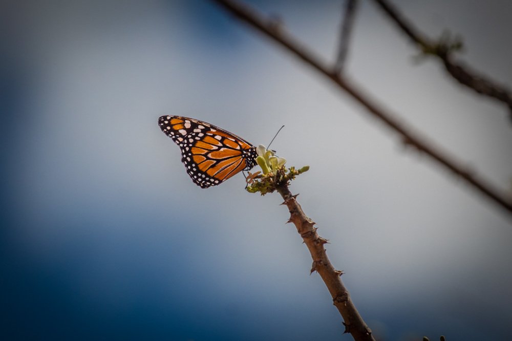 Photograph by Pedro Meneses