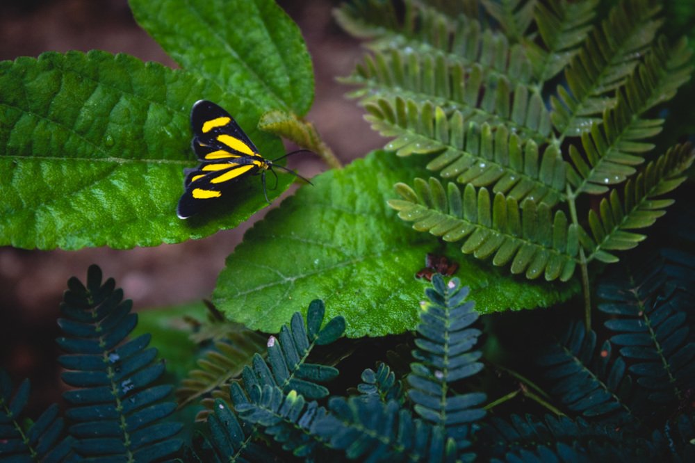 Photograph by Pedro Meneses